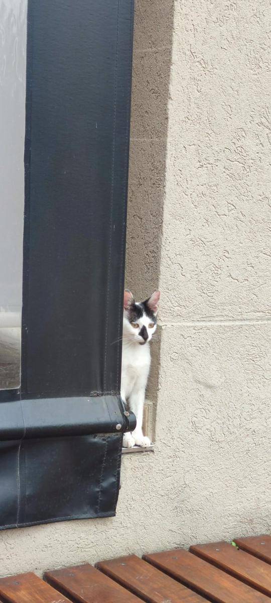 meme kucing sembunyi