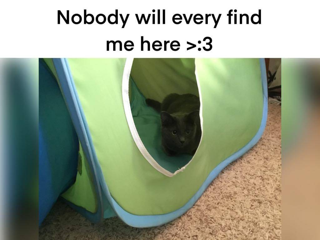 meme kucing sembunyi