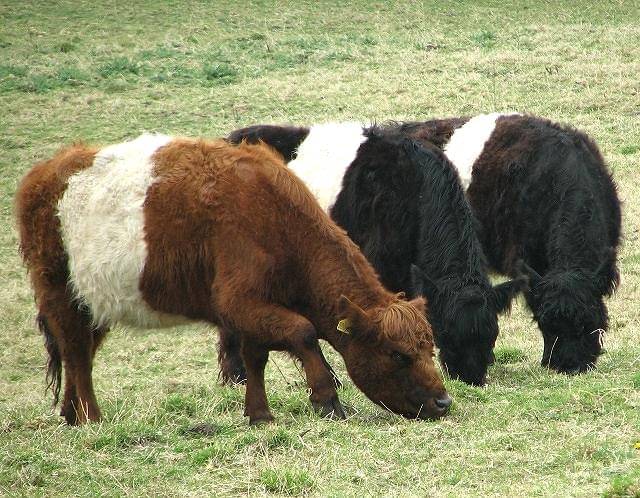 potret sapi Belted Galloway dengan pola sabuk putih alami yang unik