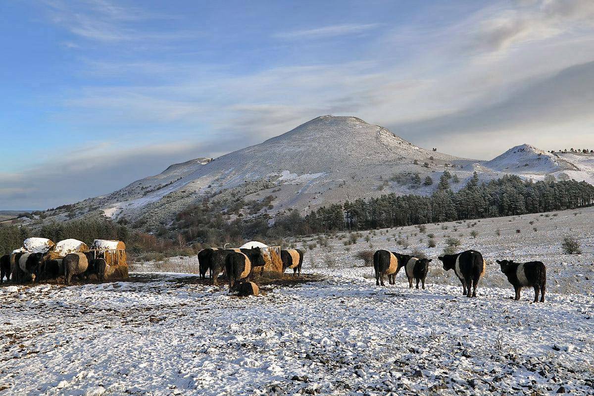 potret kumpulan Belted Galloway, tangguh menghadapi musim dingin dengan bulu dua lapisnya