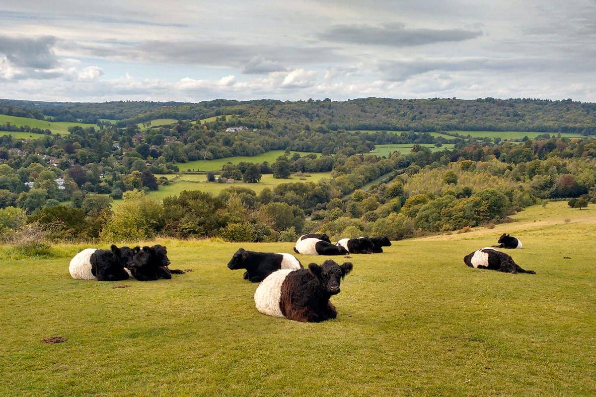 potret Belted Galloway, sapi tangguh yang mudah dirawat dan ramah lingkungan