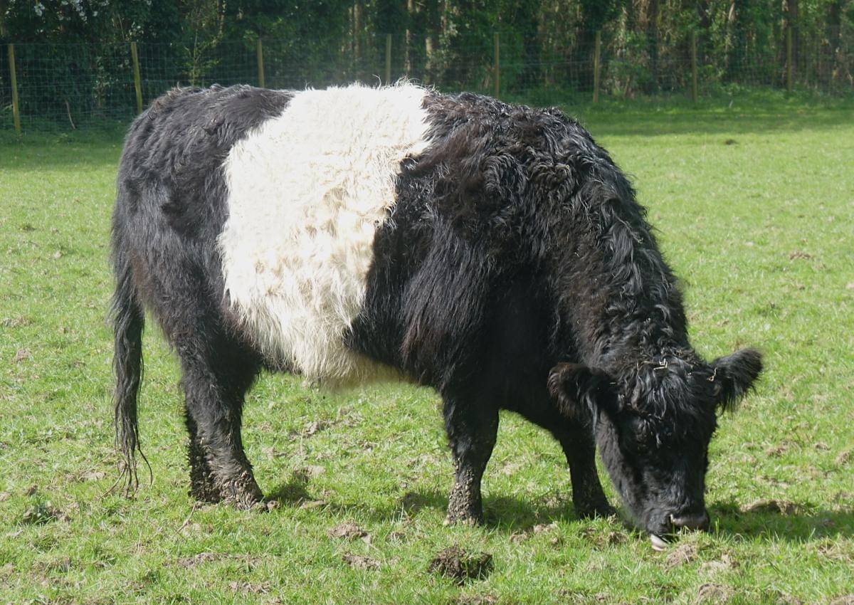 potret sapi Belted Galloway