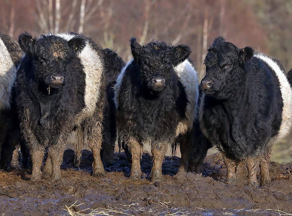 potret Belted Galloway, ras purba penuh sejarah