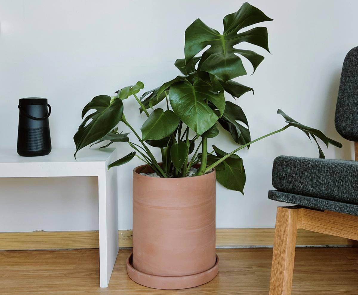 ilustrasi monstera deliciosa