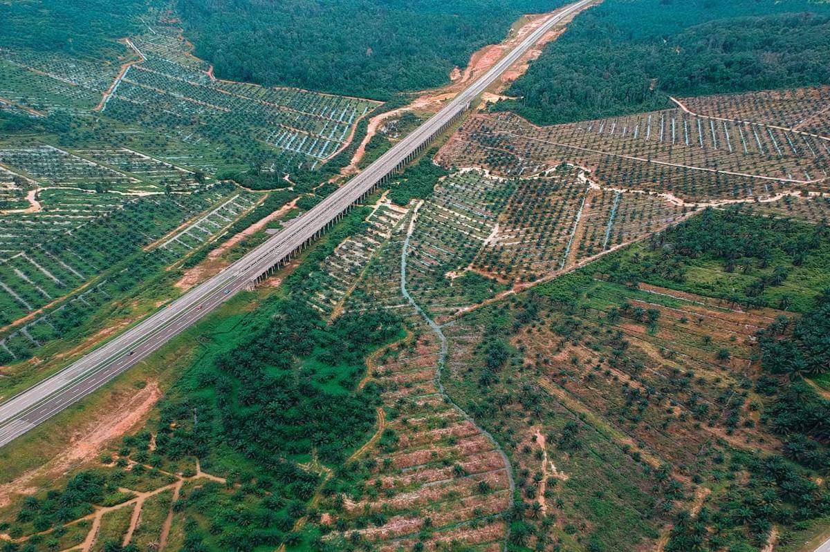 ilustrasi perkebunan kelapa sawit