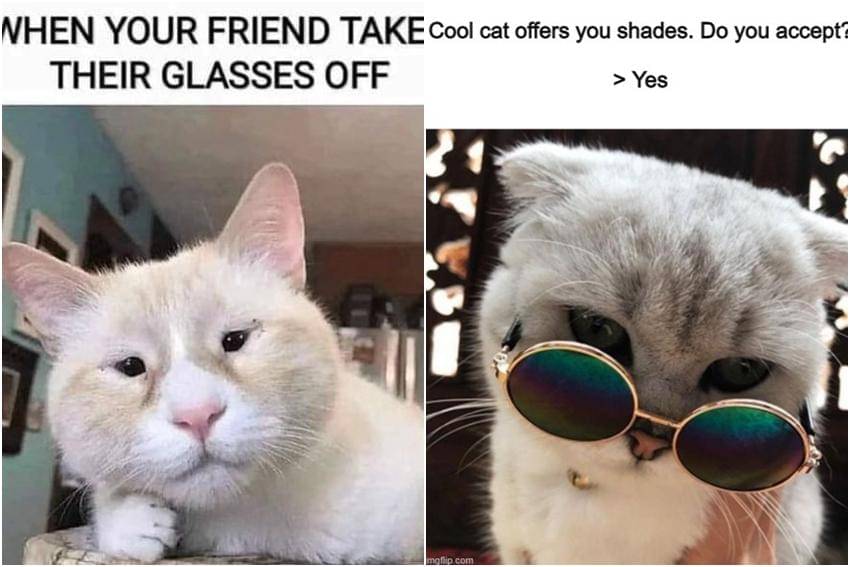 kolase meme kucing tentang kacamata