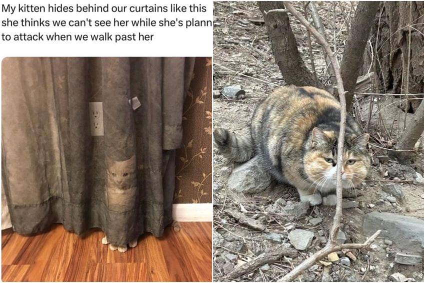 kolase meme kucing sembunyi