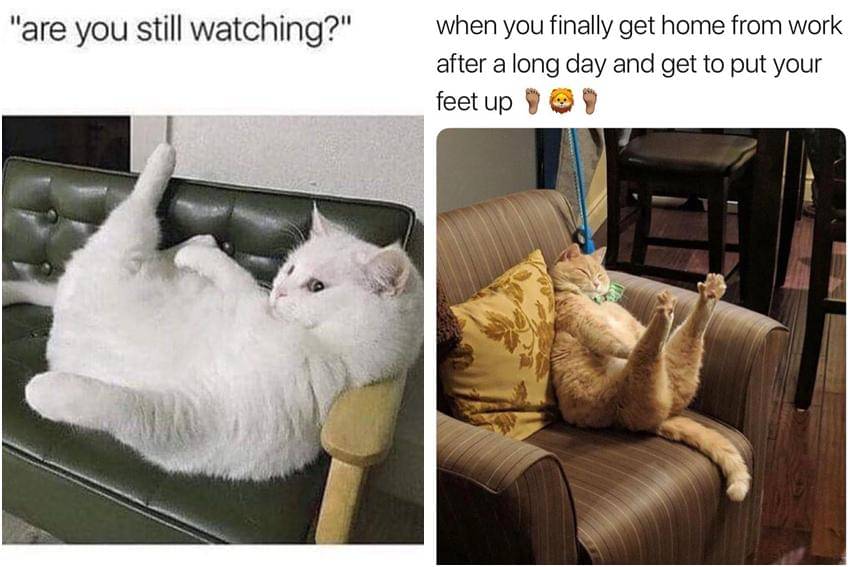 kolase meme kucing tentang sofa