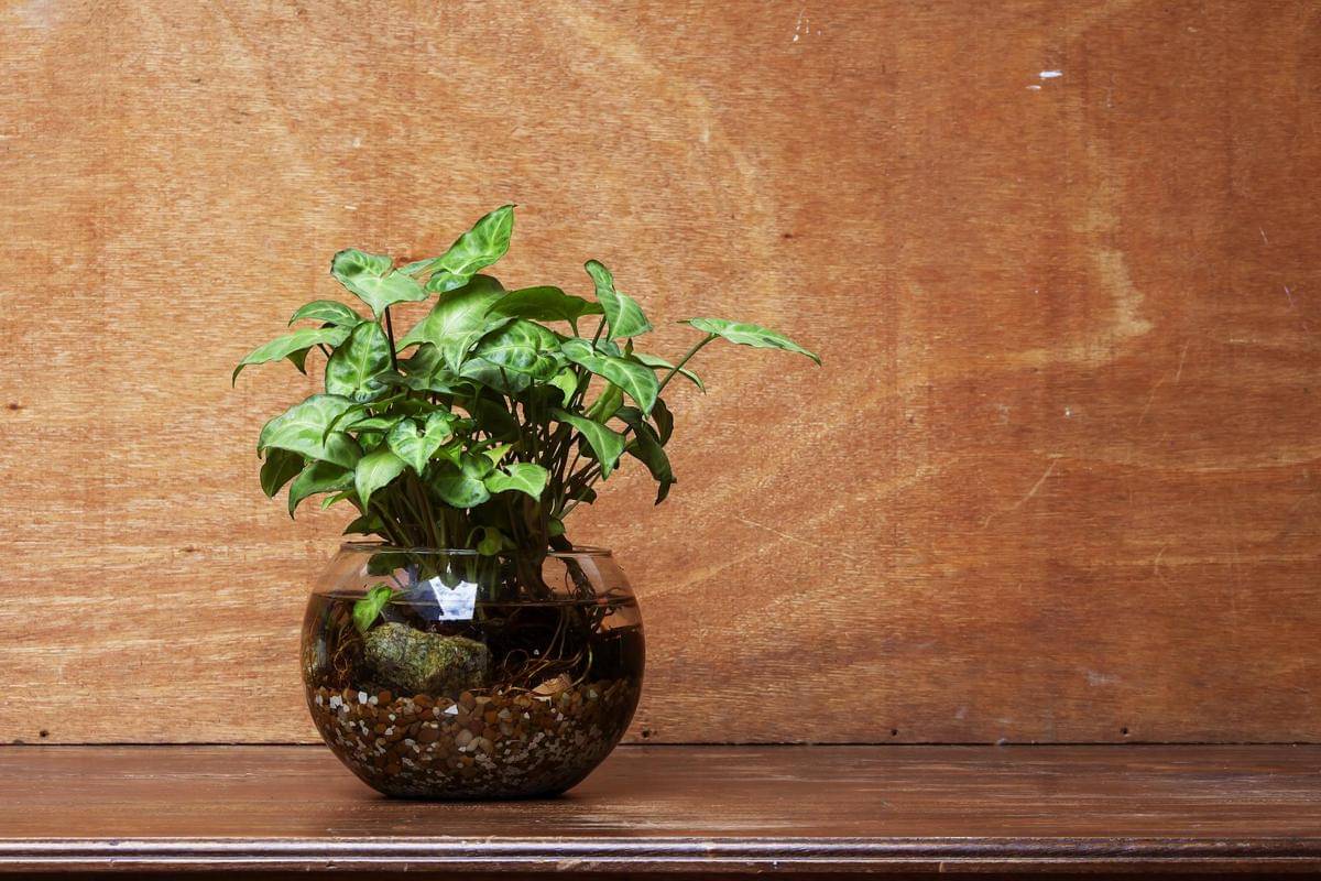 ilustrasi syngonium podophyllum