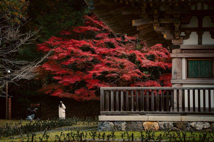 ilustrasi musim gugur di Jepang