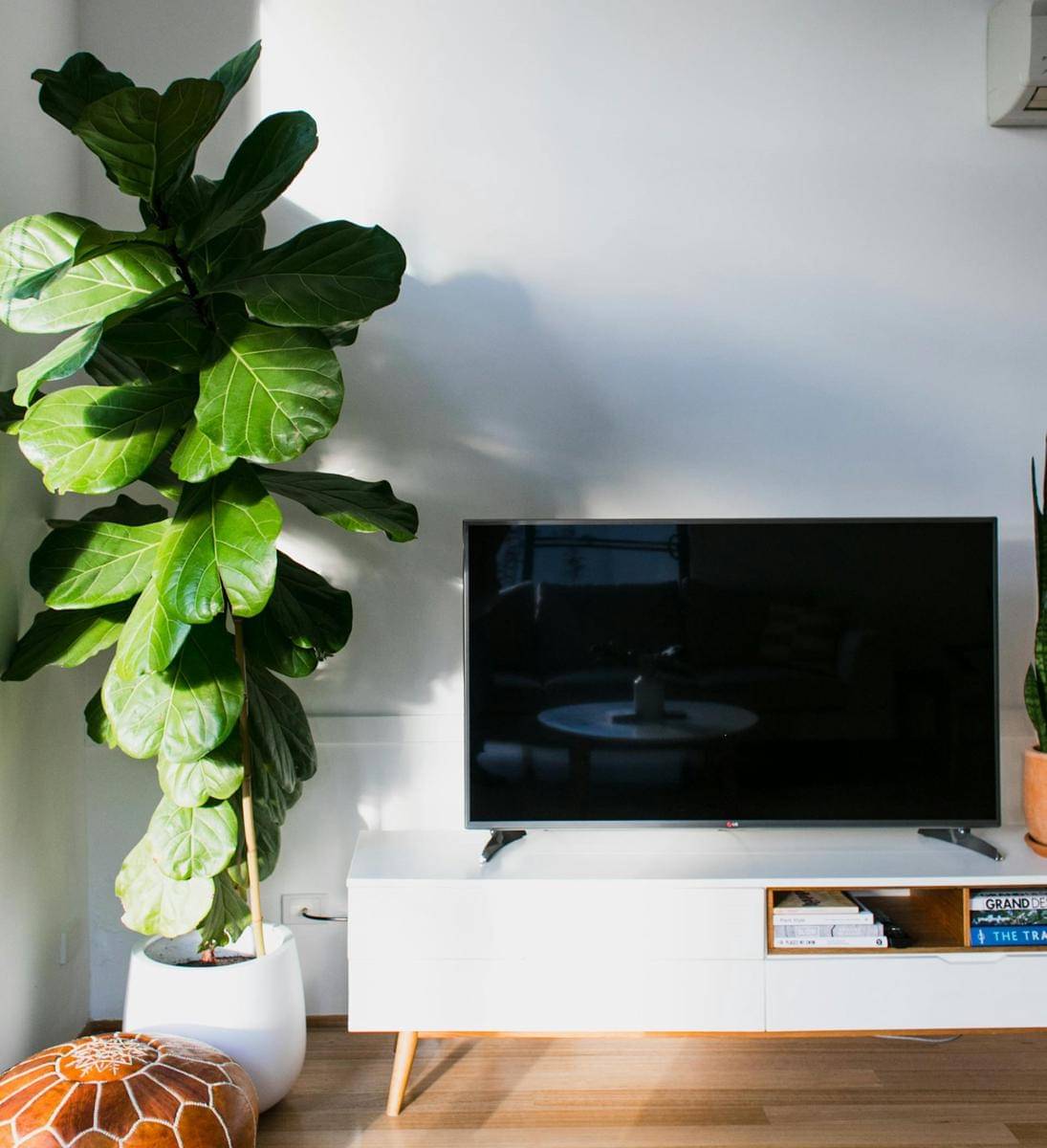 ilustrasi fiddle leaf fig