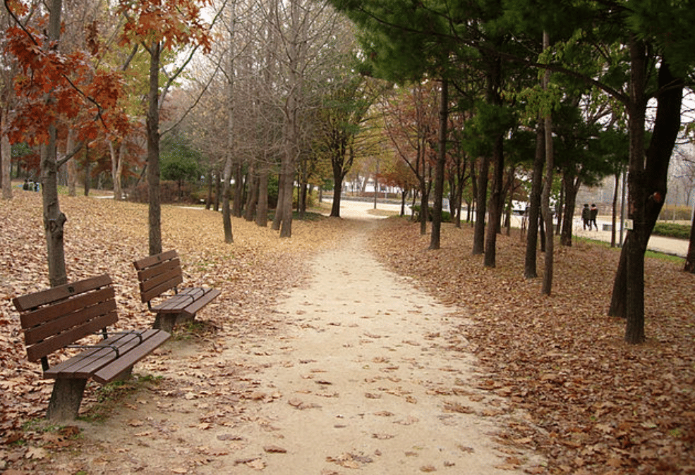 potret Seoul Forest