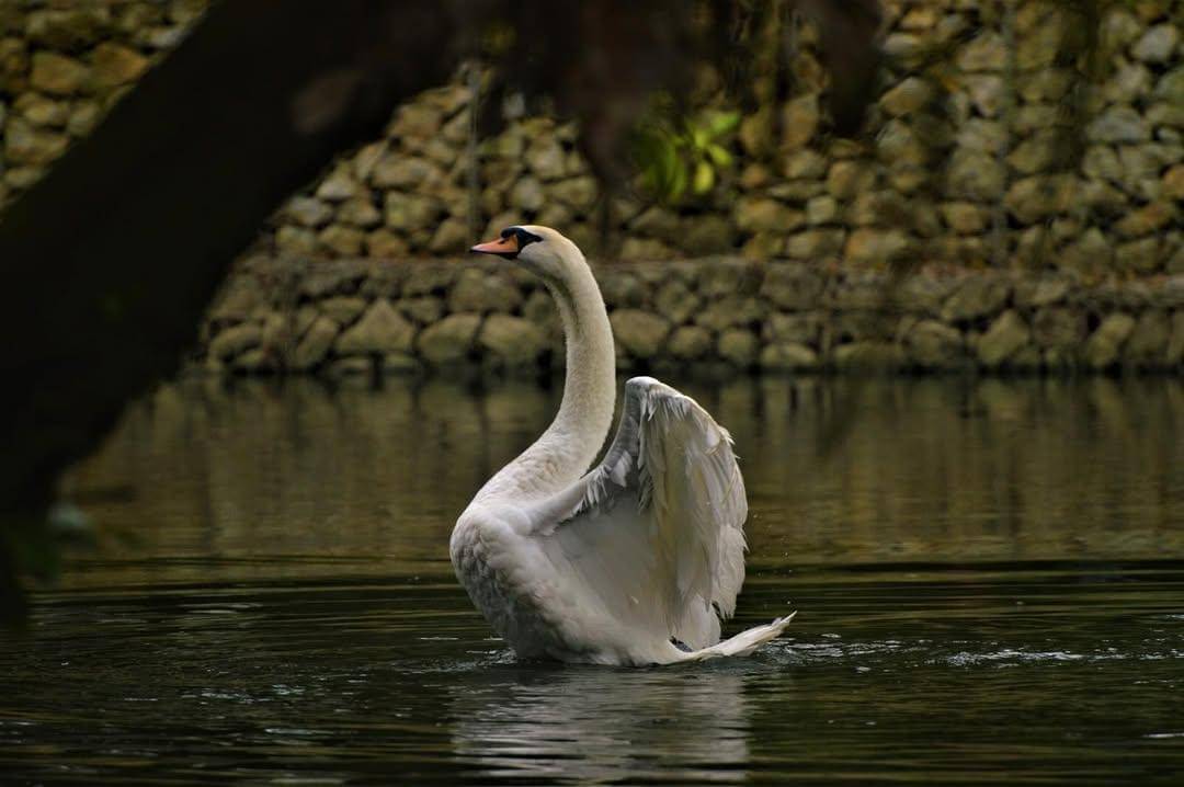 salah satu satwa di Zoo Taiping