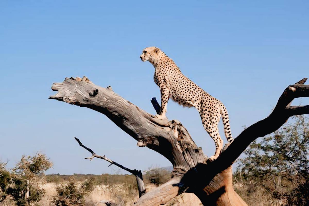 ilustrasi cheetah (pexels.com/Michael M)