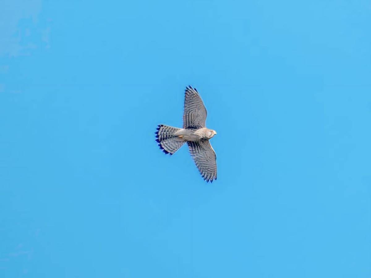 ilustrasi elang (pexels.com/Jimmy K)