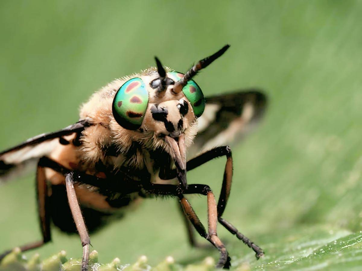 ilustrasi horsefly (pexels.com/Ali Goode)