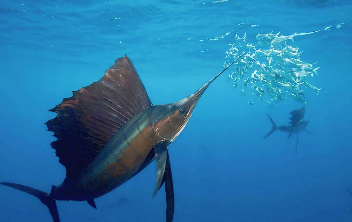 ilustrasi ikan layar (commons.wikimedia.org/NOAA's National Ocean Service)