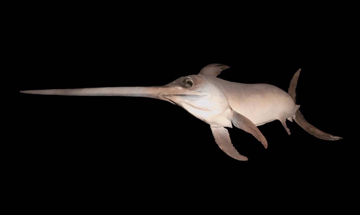 ilustrasi ikan todak (commons.wikimedia.org/Naturalis Biodiversity Center)