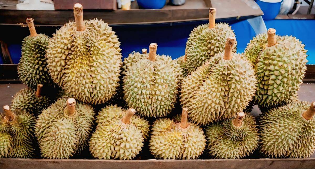 ilustrasi buah durian