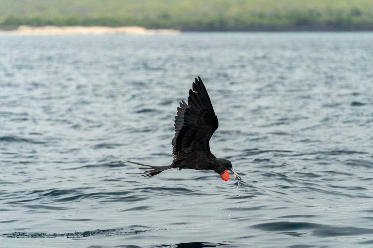 Burung cikalang elok berburu mangsa dari permukaan air tanpa mendarat
