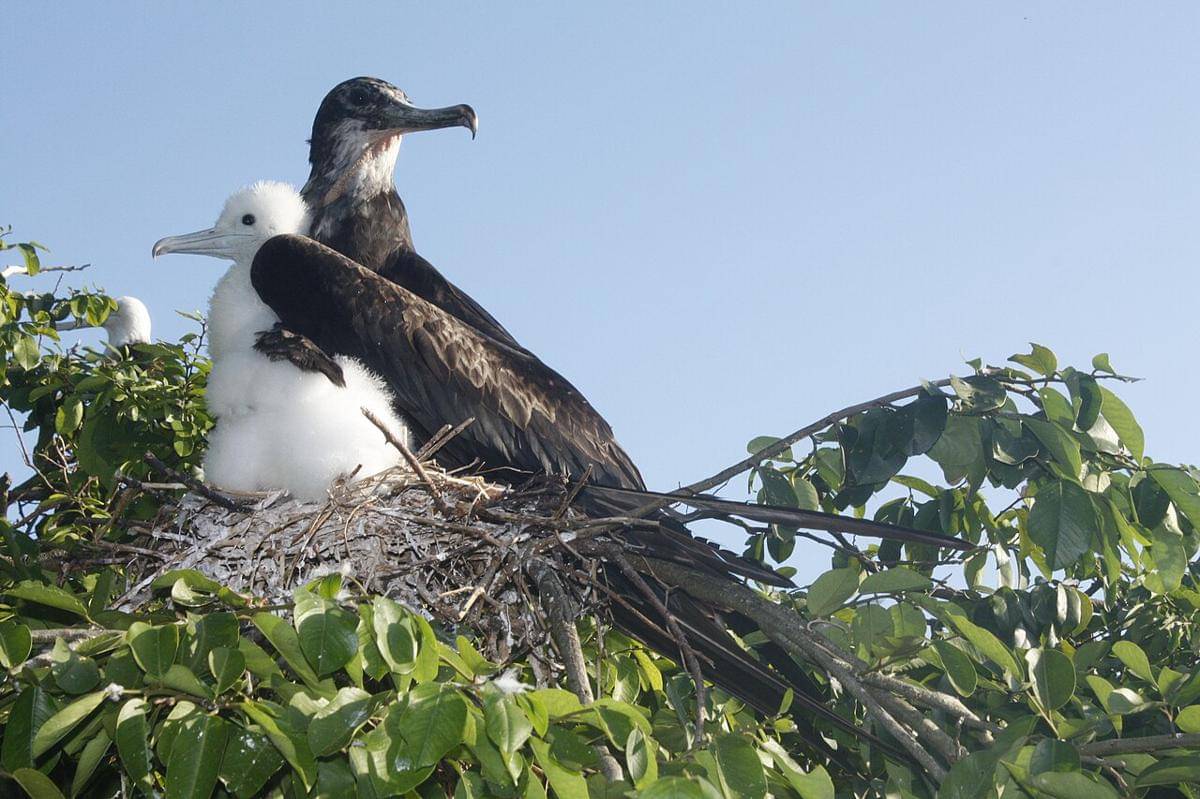 Induk burung cikalang dan anaknya