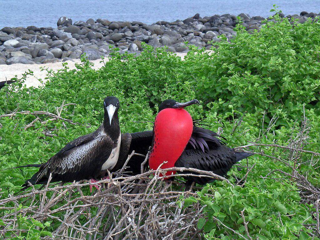 Burung cikalang elok betina (kiri) dan cikalang elok jantan (kanan)