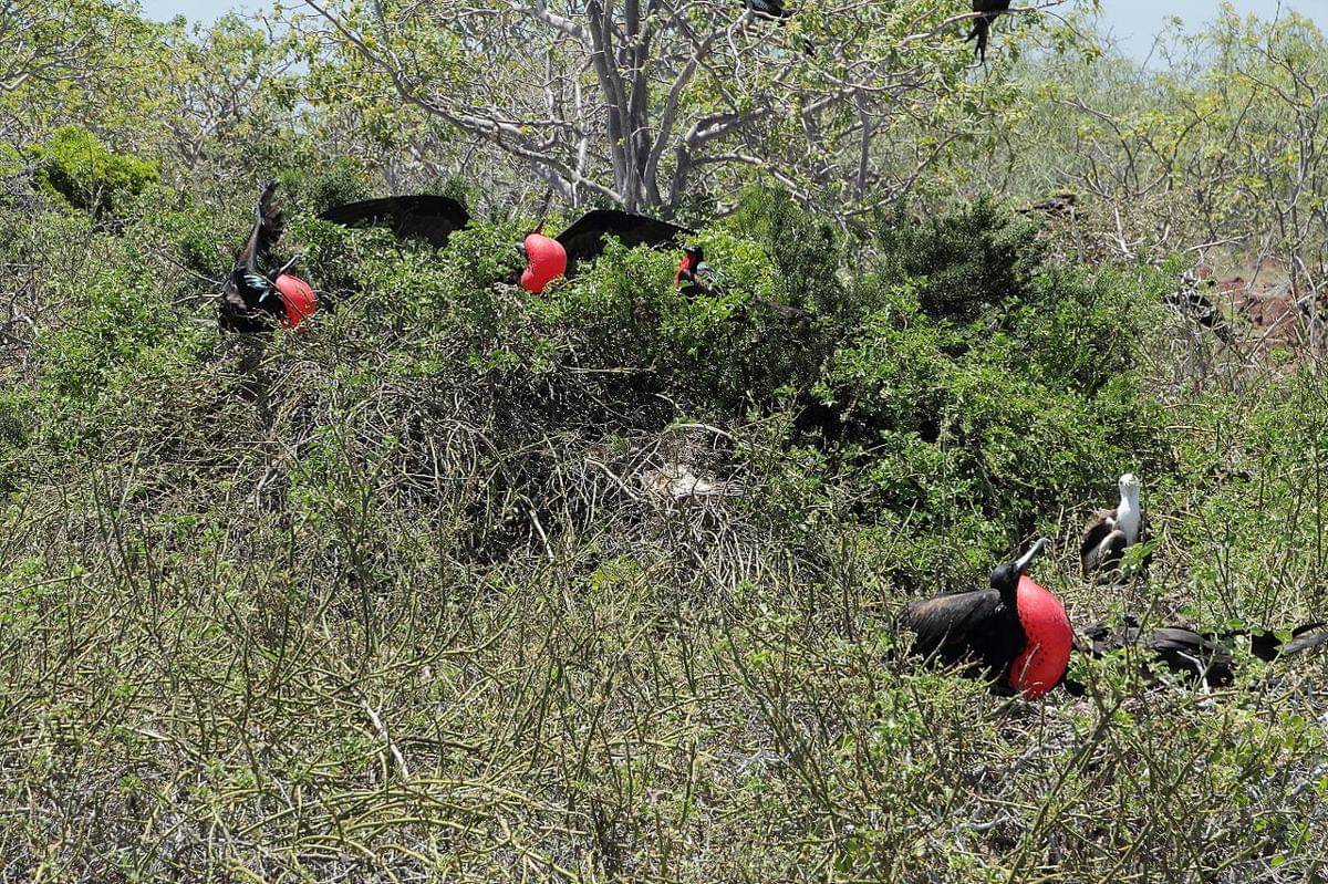 Koloni burung cikalang elok yang bersarang di pohon rendah dan semak-semak