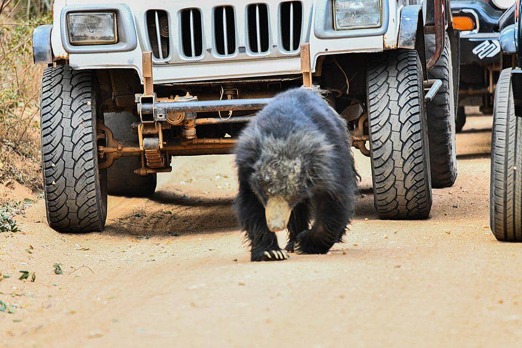 ilustrasi konflik satwa liar