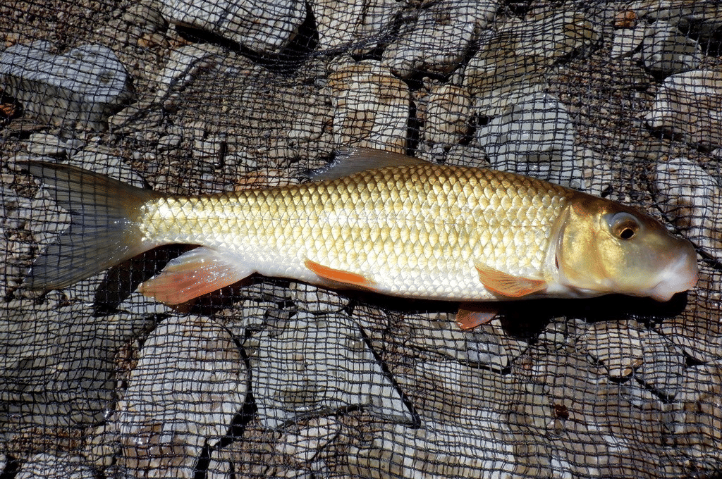 golden redhorse