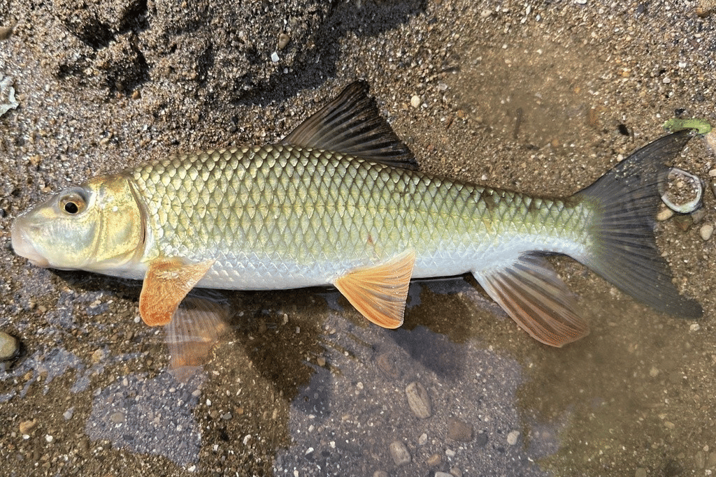 5 Fakta Menarik Golden Redhorse, Usianya Mencapai 17 Tahun