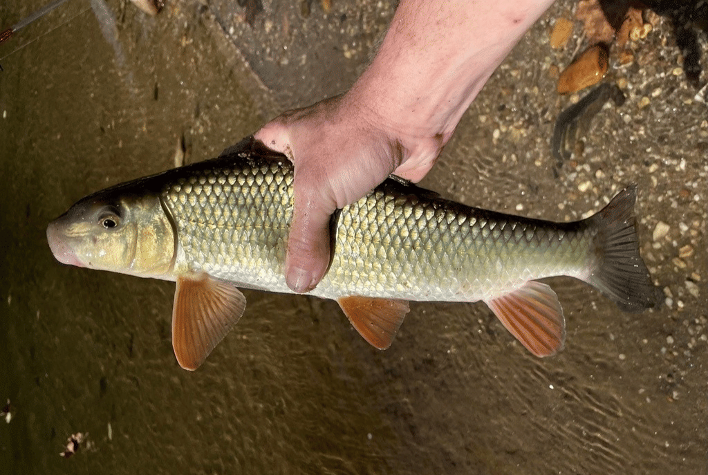 golden redhorse