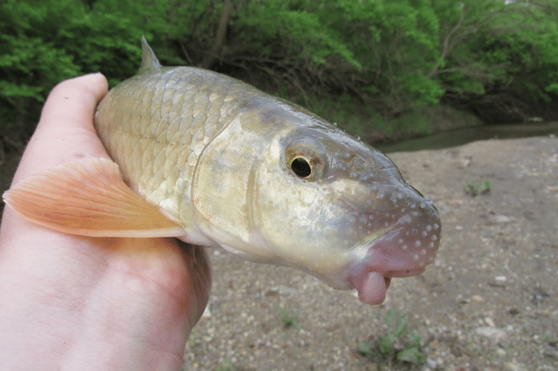 golden redhorse