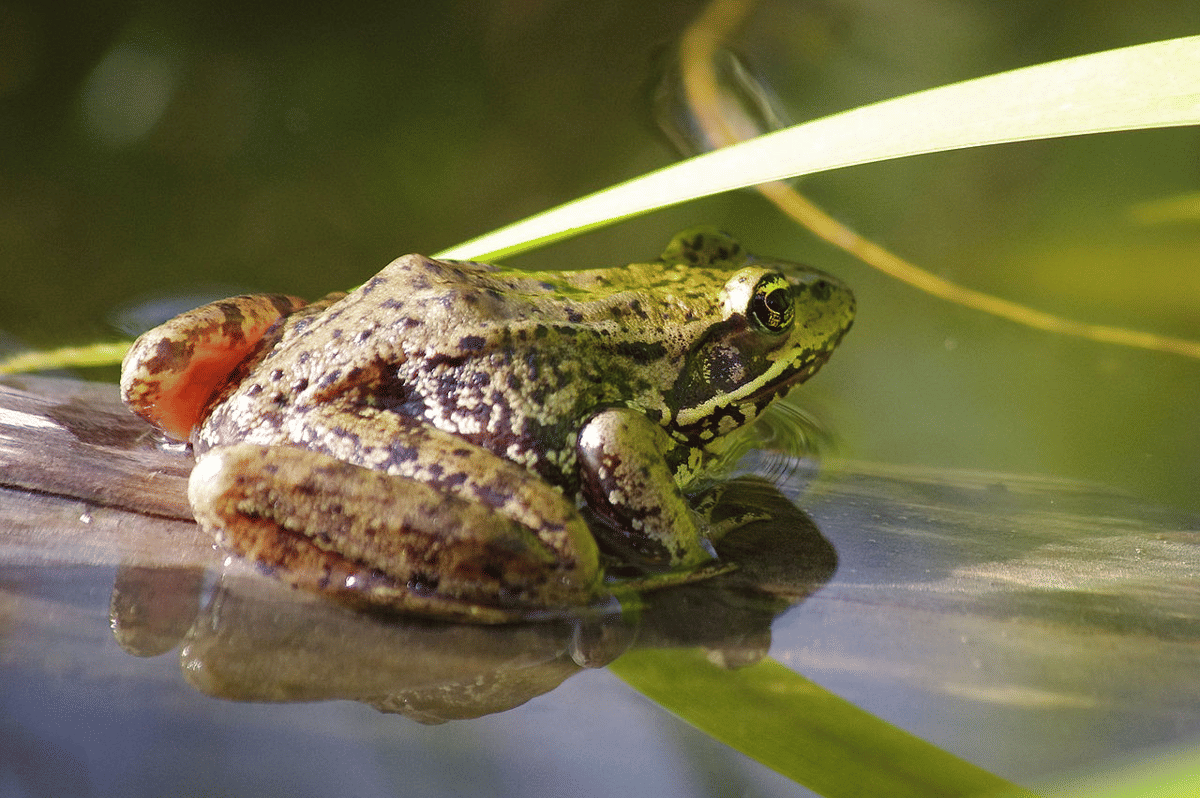 katak kaki merah utara