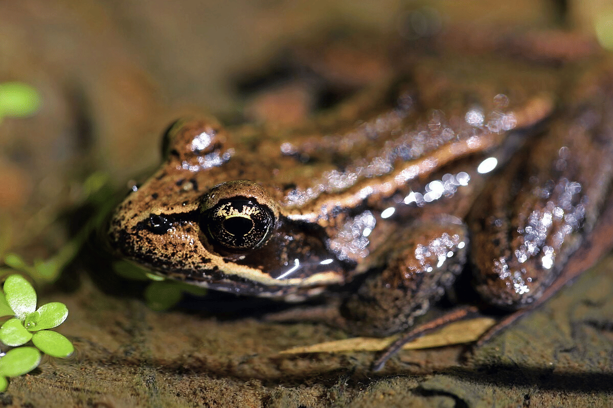 katak kaki merah utara