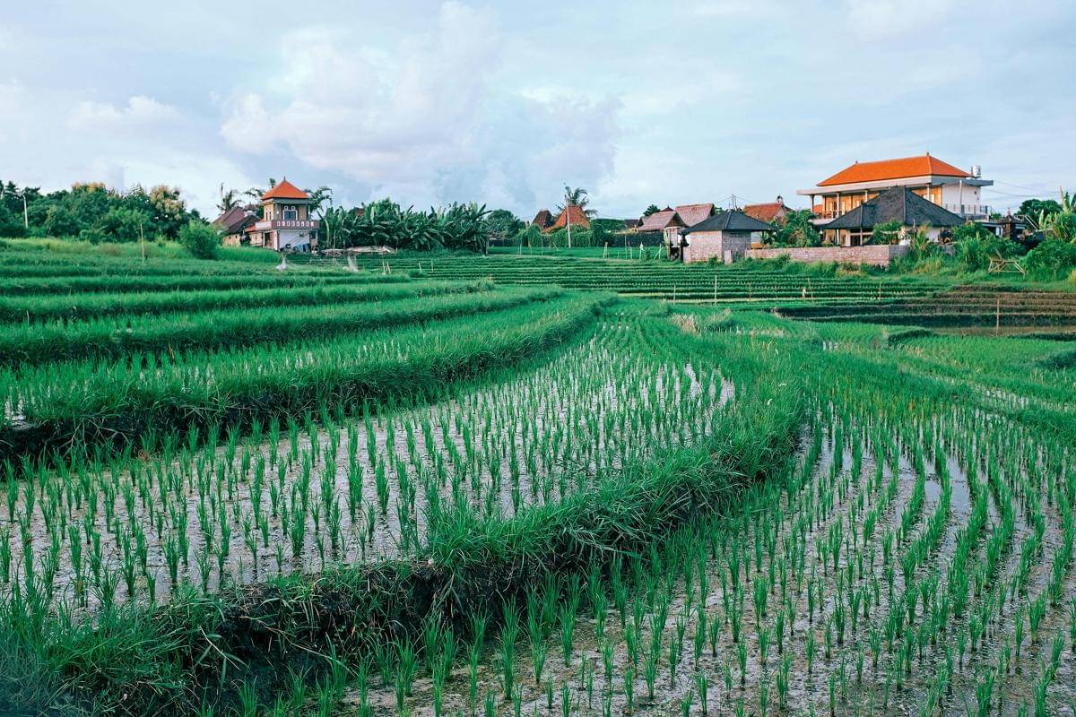 Penanaman Padi di Sawah