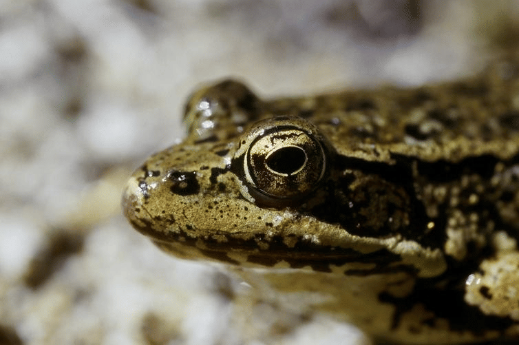 katak kaki merah utara