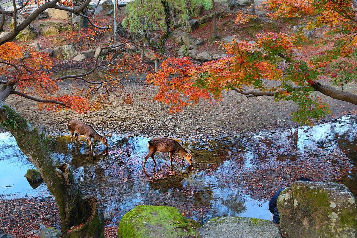 Nara Park