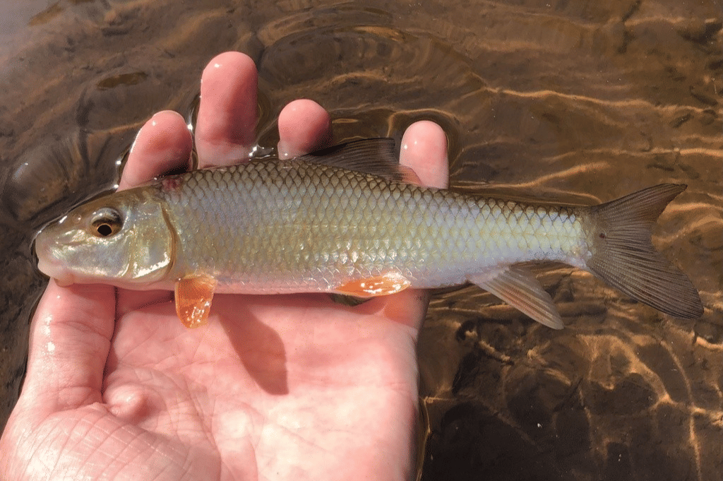 golden redhorse