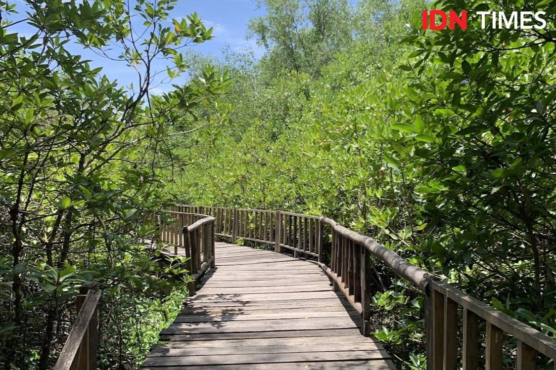 Potret hutan mangrove di Jogging Track Kebun Raya Mangrove Wonorejo Surabaya