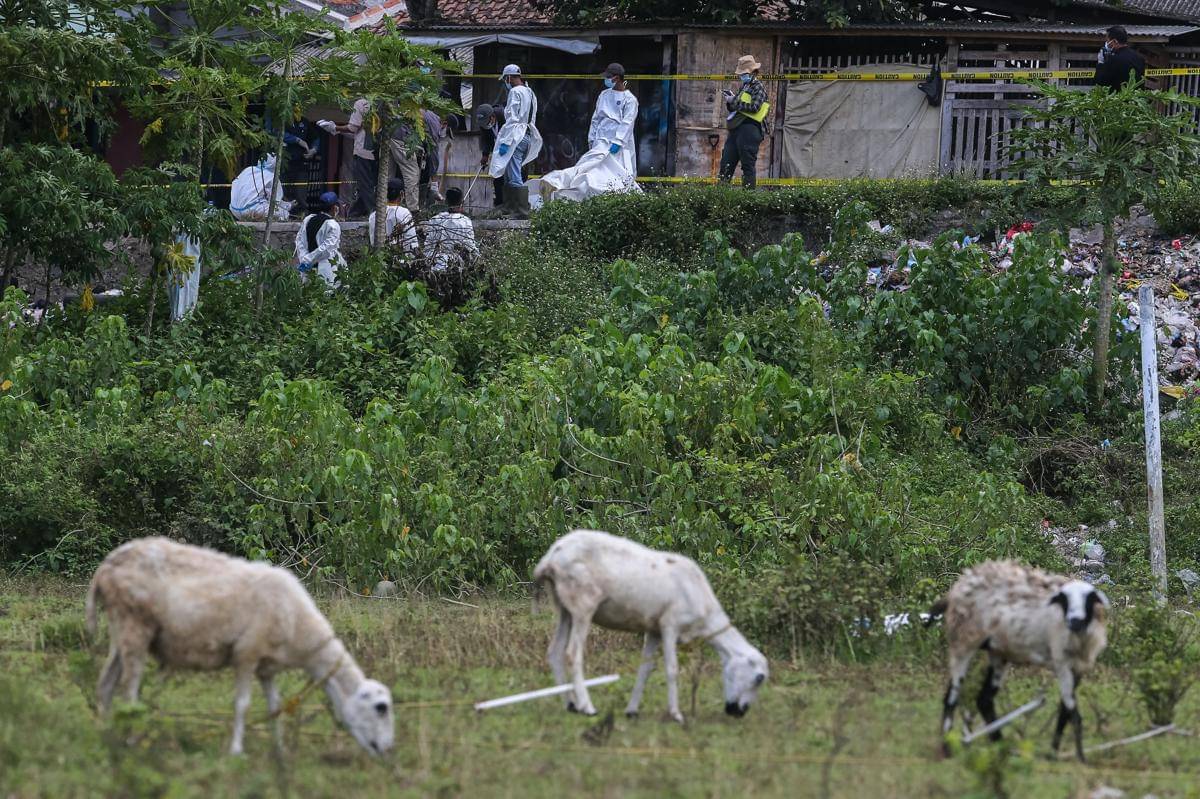 Kambing ternak milik warga mencari rumput di dekat lokasi dekontaminasi cemaran Cesium-137 (Cs-137), di sekitar Kawasan Industri Modern Cikande, Kabupaten Serang (ANTARA FOTO/Angga Budhiyanto)