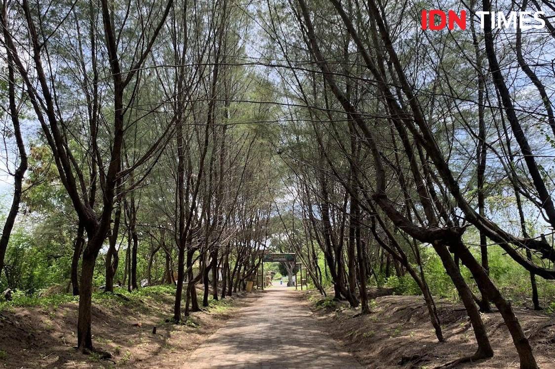 Potret Jogging Track di Kebun Raya Mangrove Wonorejo Surabaya
