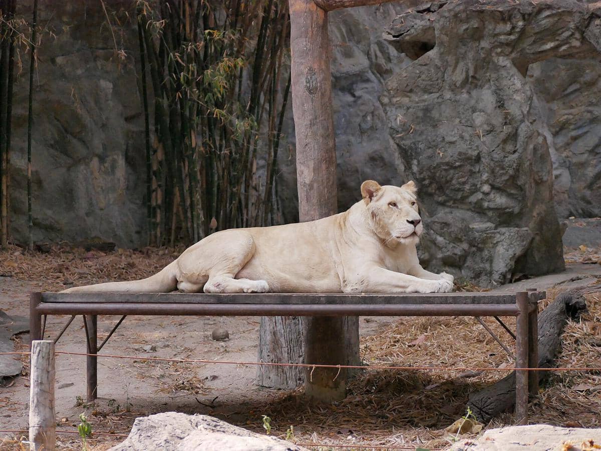 potret singa di Chiang Mai Zoo