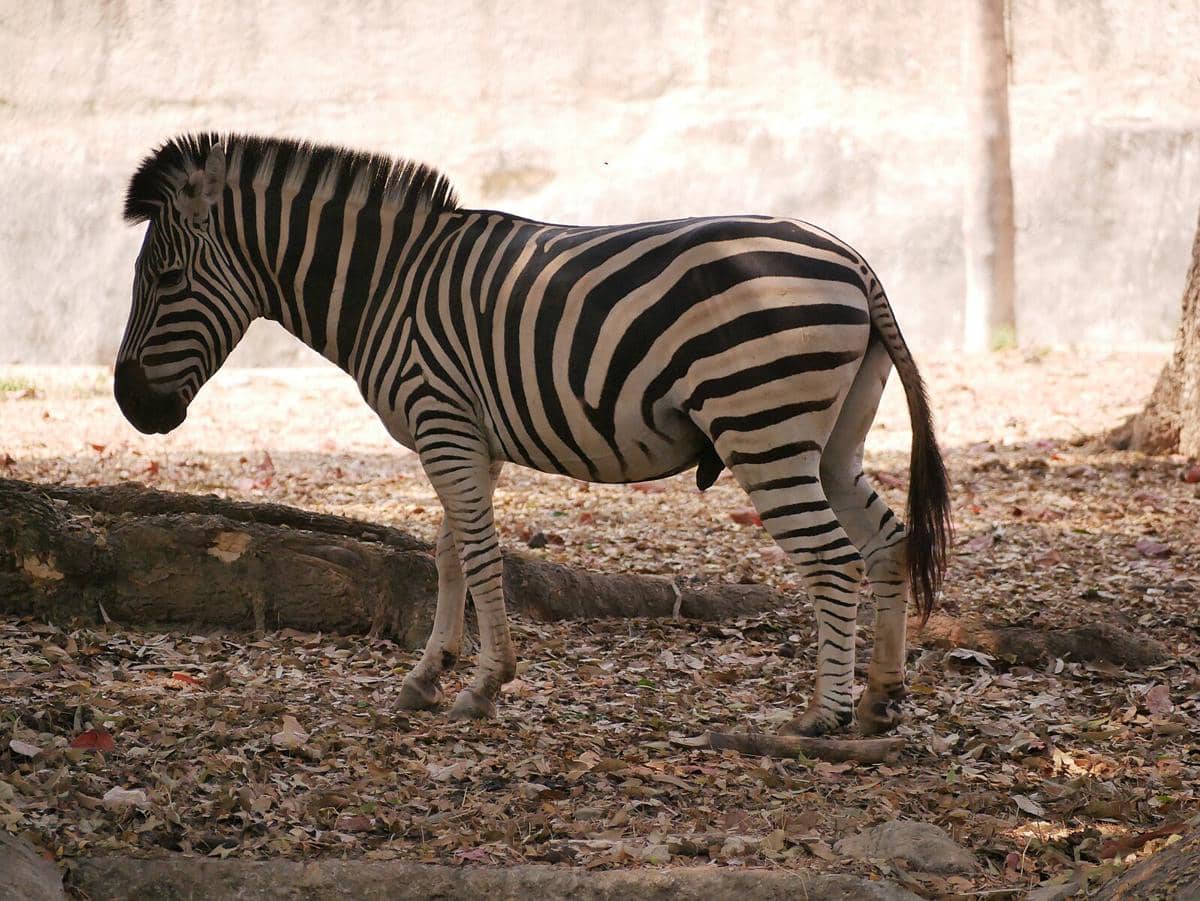 potret zebra di Chiang Mai Zoo 