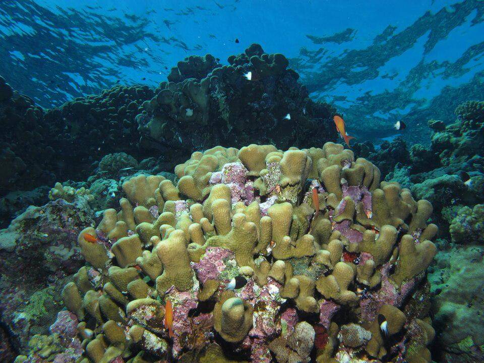 Alga koralin dan terumbu karang sebagai rumah ikan 