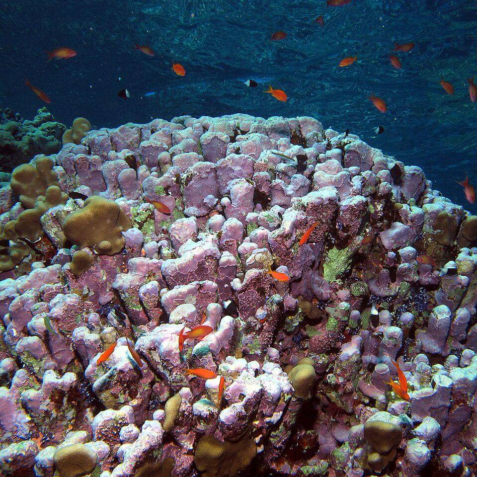 Alga koralin dan terumbu karang sebagai tempat berlindung dan mencari makan spesies hewan laut lain
