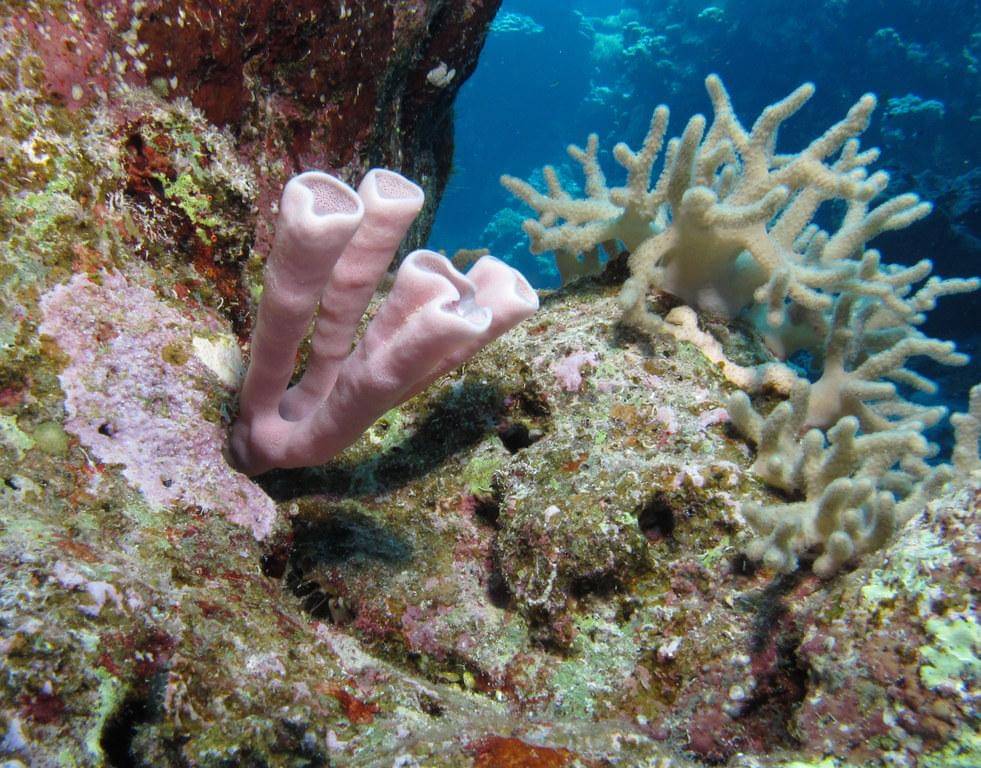 Alga koralin hidup berdampingan dengan makhluk lainnya untuk mendapatkan ruang tumbuh