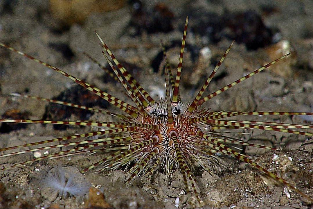 bulu babi di zona senja