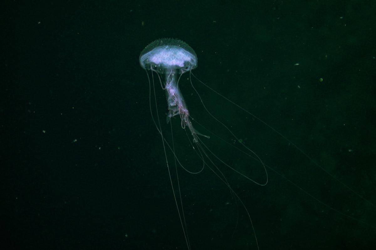 ubur-ubur yang ditemukan di zona senja