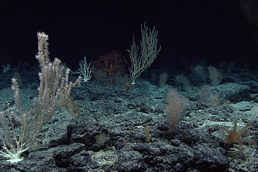 karang di laut dalam