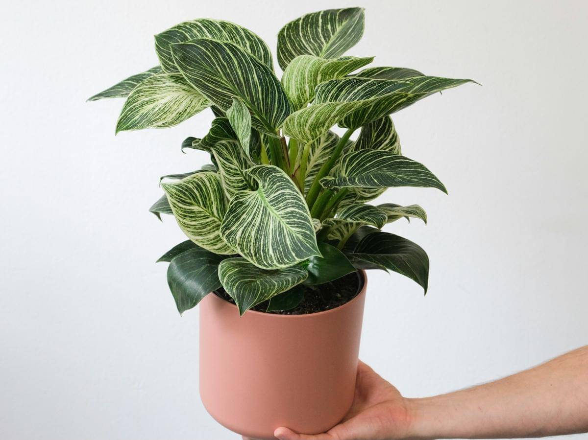 ilustrasi philodendron birkin